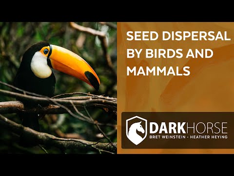 Making sense of complexity in a tropical forest (from Livestream #187)