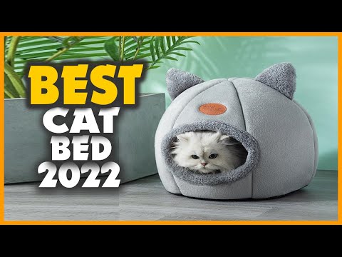 YouTube video about: Where to buy program for cats?