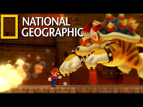 Meowser - National Geographic