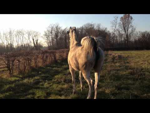 EVELYN BEY ,gravida al 5° mese di Hassan Ashiraf-