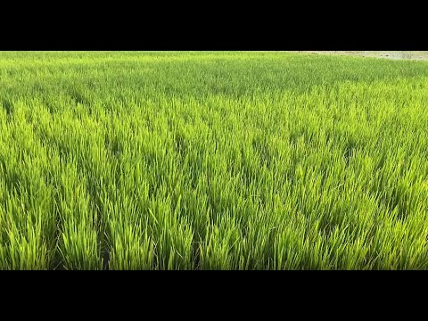 Prasanthi Nagar Naturesort Tirutpati - Walkthrough