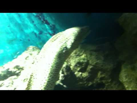 会計学科 ユーチューブyoutube.comが名古屋港水族館になった！感動のイルカや魚たち！税理士木村勝則の独り言！経営革新等支援機関近畿財務経済産業局認定木村勝則税理士事務所滋賀県高島市安曇川町