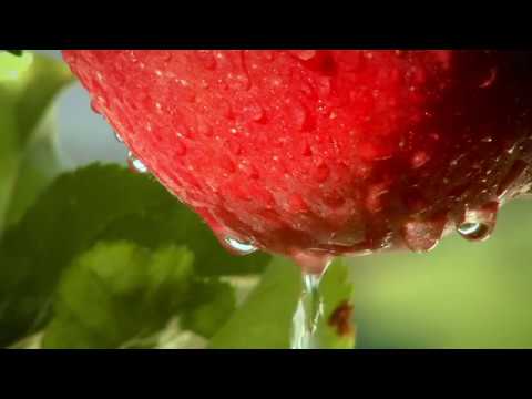 VOG -  Top quality apple production in South Tyrol