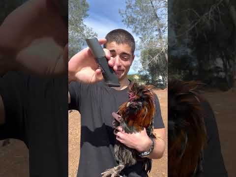 , title : 'I Shaved My Rooster's Head! 😲'