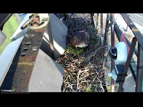 Busy Nest Building On Red-tailed Hawk Cam – Feb 27, 2018