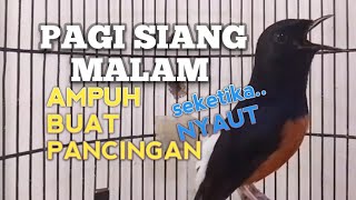 Download lagu MURAI BATU GACOR bikin Lawan Emosi jadi NYAUT BUNYI BONGKAR MATERI ISIAN Ampuh buat PANCINGAN MURAI  mp3