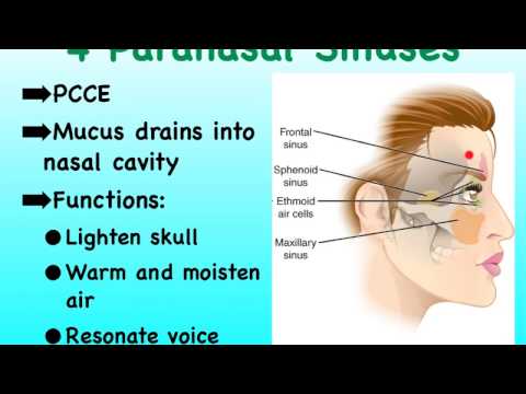 05B Respiratory Nose Sinuses