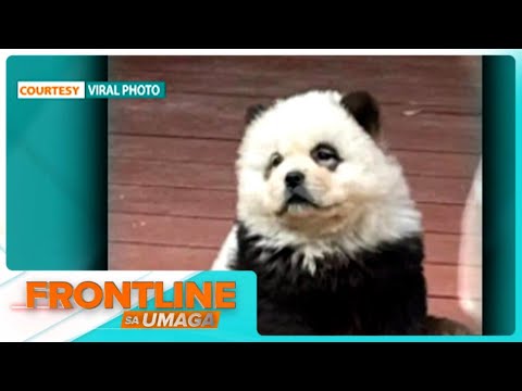 For Today's Video: Mga 'panda' sa exhibit sa Chinese zoo, mga kinulayang chow chow pala