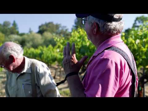 Lorenzo Vineyard, Russian River Valley