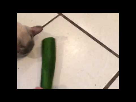 CAT EATS CUCUMBER - YouTube