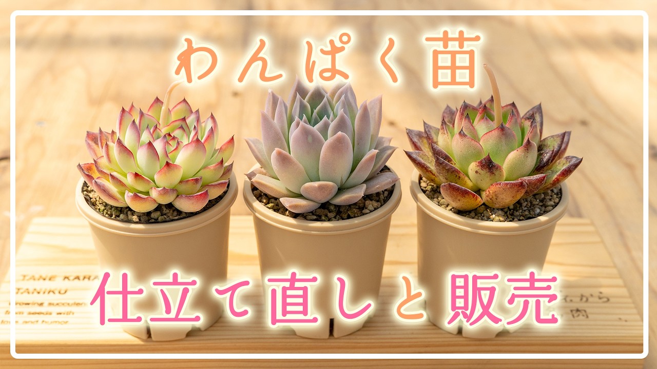【抽選販売】3月30日20時から4月1日18時まで🌸