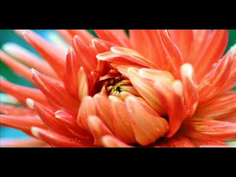 Deep Blue Organ Trio - Jesus Children of America