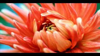 Deep Blue Organ Trio - Jesus Children of America