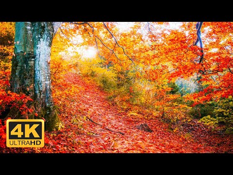 11 HRS Incredible Fall Foliage - Best 4K Autumn Nature Scenes from Around the World + Calming Music