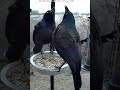 Territorial Grackles Calling at Birdfeeder!