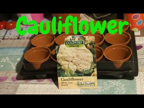 , title : 'How to grow Cauliflower from seeds'