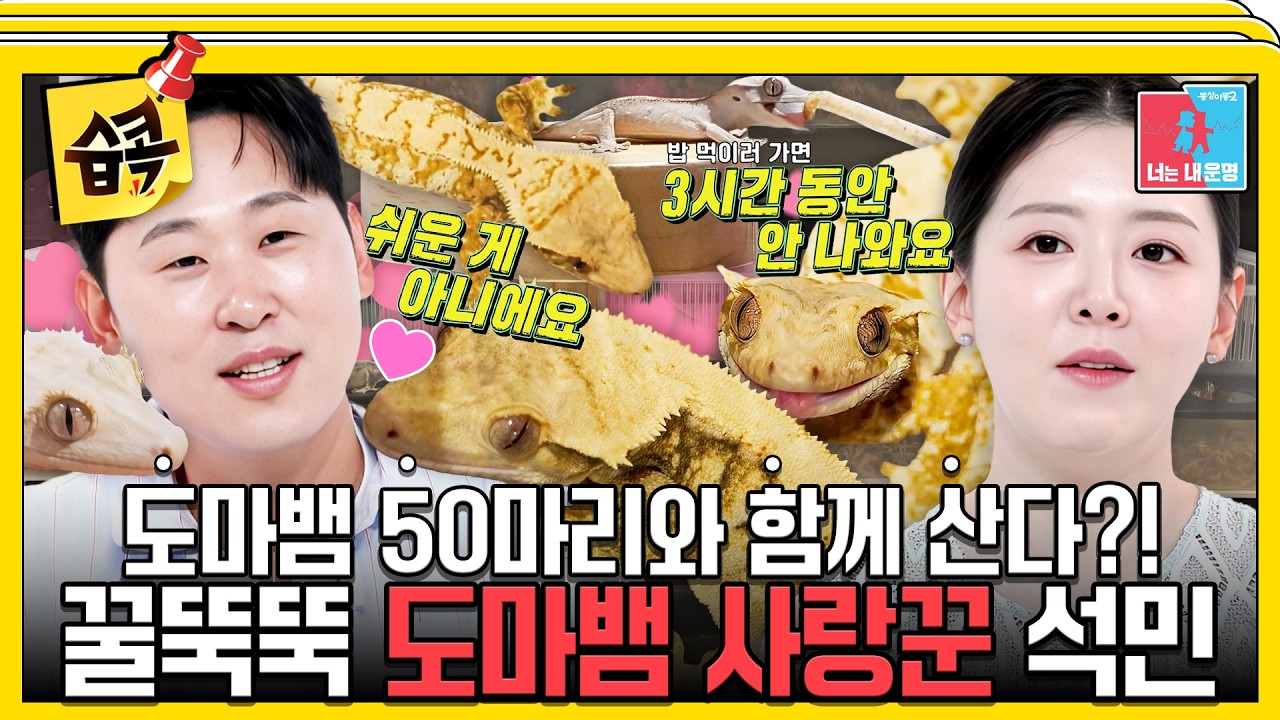 야구도 1등 도마뱀 육아도 1등, '적당히'가 없는 석민과 질려버린 아내 수현 #동상이몽2 #김수현 #윤석민