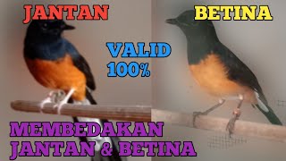 Download lagu MEMBEDAKAN MURAI BATU JANTAN DAN BETINA #burungkicau #muraibatu #kicaumaniaindonesia mp3 Download lagu MEMBEDAKAN MURAI BATU JANTAN DAN BETINA #burungkicau #muraibatu #kicaumaniaindonesia mp3