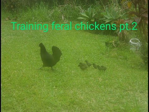 , title : 'Training feral chickens to lay eggs where you want them to'