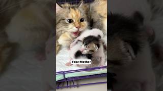 Download lagu Fake mother Vs real mother 😍 #cat #kitten #catlovers mp3