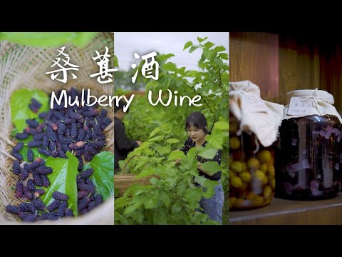 Homemade Mulberry Wine 現摘超甜桑葚自製爽口果酒【金小依Jin Xiao Yi】