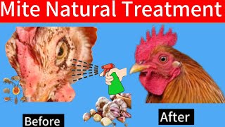 Eliminate  Chicken Mites With Organic Remedies: #chickenmitetreatment,