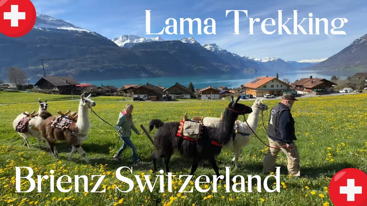 Experience the fun of llama trekking at the picturesque Llama Ranch Brienz.