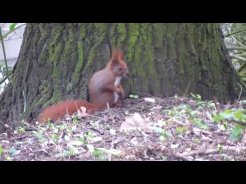 Neues von der roten Rasselbande aus Hamburg