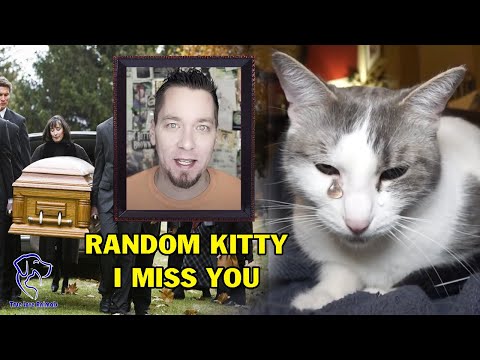 The situation of Steve Cash's pets after 2 months, when Talking Kitty Cat' YouTuber passed away