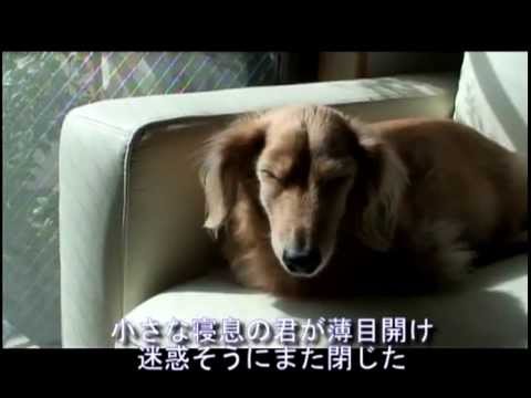 犬のうた-1「夏バテ」　ｂｙ　福田哲也