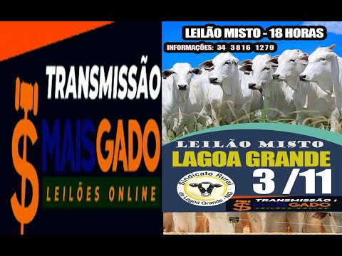 🐂🐄🐃 LEILÃO MISTO DE BOVINOS - LAGOA GRANDE/MG - MAIS GADO LEILÕES 🐂🐄🐃