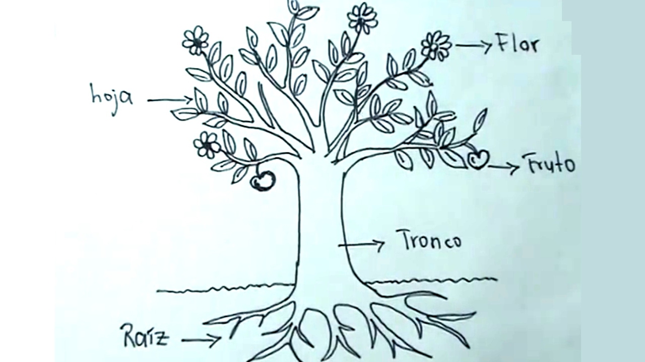Ciencias Naturales 2/5 - Cómo dibujar una planta, árbol y sus partes
