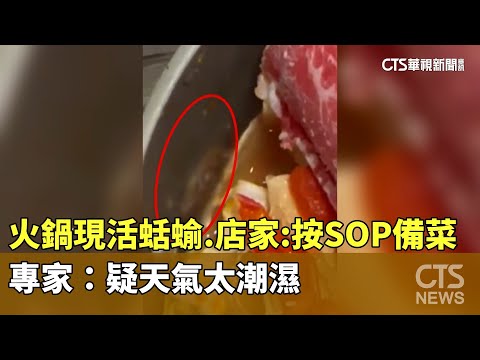 火鍋再現活蛞蝓　店家：按SOP備菜　專家：疑天氣太潮濕