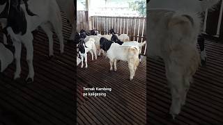 Download lagu Ternak Kambing Pe Kaligesing #kambing #ternak #ternakkambing #etawah #peternakankambing mp3