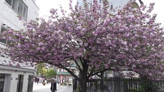 (4K)富士山-富士景觀飯店春櫻滿開,Cherry blossoms-Fuji View Hotel,配樂:一支小雨傘,4K Ultra HD