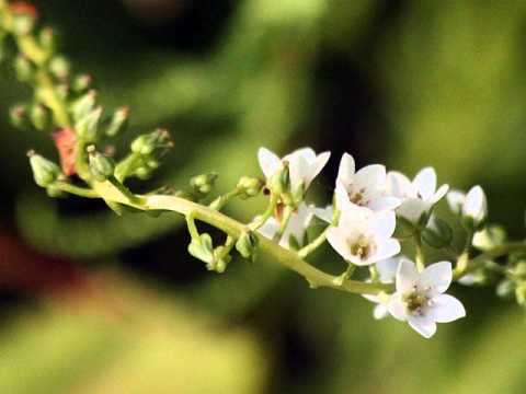 Slovakia - Large Flute Ensemble