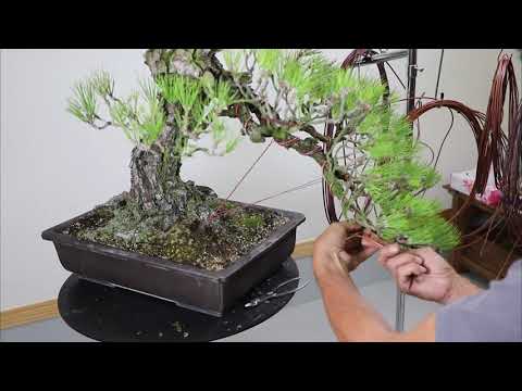 The Trophy 2021 - DEMONSTRATION by KOJI HIRAMATSU