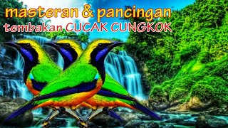 Download lagu MASTERAN & PANCINGAN CUCAK CUNGKOK, SUARA JERNIH IRINGAN GEMERICIK AIR mp3 Download lagu MASTERAN & PANCINGAN CUCAK CUNGKOK, SUARA JERNIH IRINGAN GEMERICIK AIR mp3