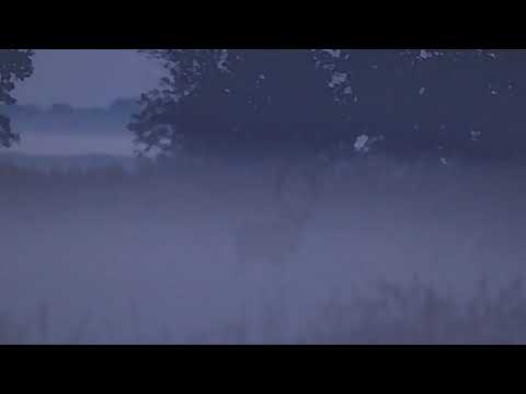 Rotwildbrunft 2020 im Nebel