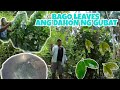 BAGO LEAVES Ticao Island Masbaste Ang Dahon Ng Gubat