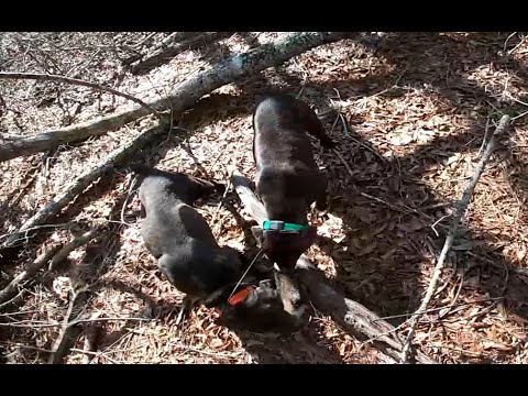 Squirrel Dogs For Sale Arkansas 04 2022