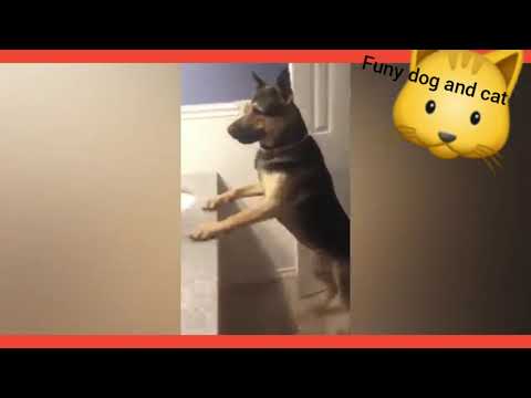 👍 Best Funny Cats 😹 And Dogs 🐶 Of The Month -Try Not To Laugh Challenge 2020