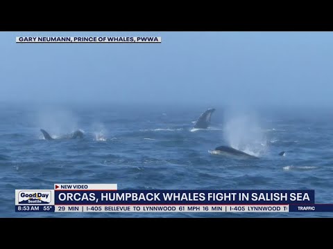 Orcas, humpback whales fight in Salish Sea | FOX 13 Seattle