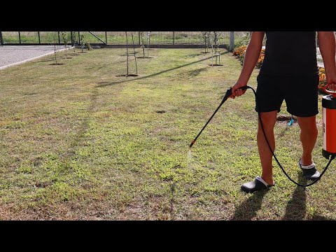 Get Rid of Crabgrass and Clover in the Lawn! Permanent Solution!