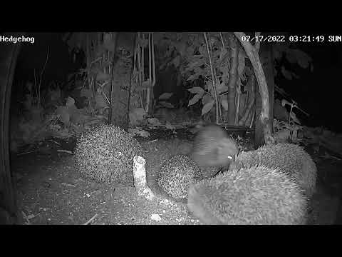 Hedgehog Durham UK 17072022 Many Hogs - busy night