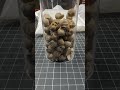Skulls