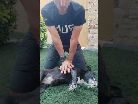 CPR for dogs, save your furry friend 🙏🙏 // #dog #viral #shorts #tiktok #dogs #fyp
