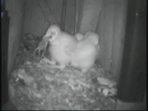 Barn Owlet swallows mouse