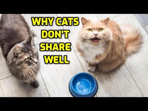 Do Cats Understand The Concept Of Sharing?