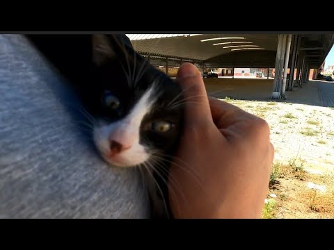 I Found A Kitten Without A Mother Who Needs Help. (Part 1)